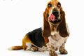 Питомник Форвард - иконка «для собак» в Нижнем Ломове
